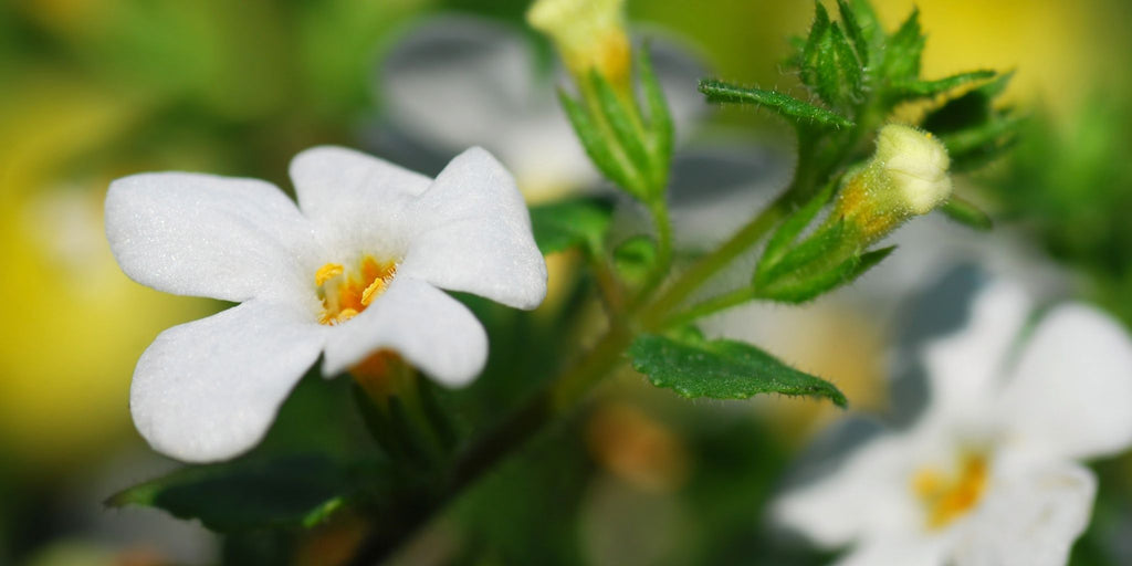 Purpause Ingrédient Naturel Ayurvéda Bacopa bienfaits mémoire concentration focus, plante adaptogène