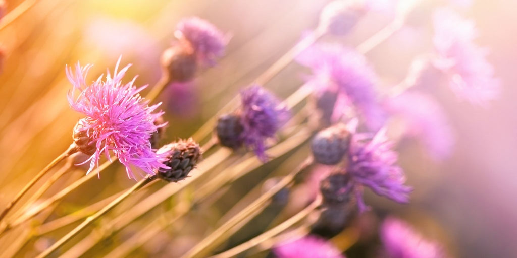 Purpause ingrédient naturel bardane plante des peaux à problèmes