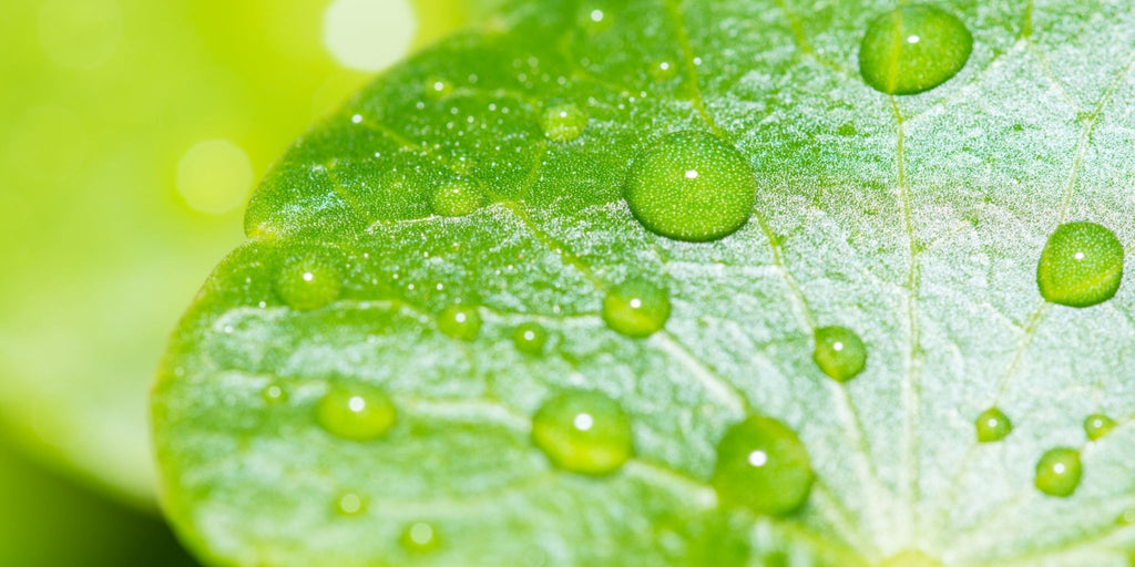 Purpause ingrédient naturel centella asiatica cicatrisation peau renouvellement cellulaire resserre les pores