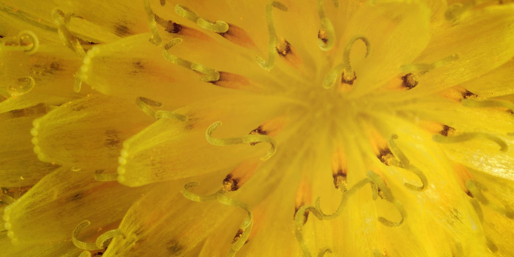 Purpause Ingrédient Naturel Piloselle bienfaits rétention d'eau, détox, élimination des toxines