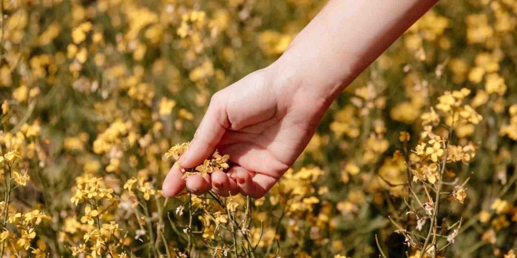 Purpause compléments alimentaires naturels ingrédients naturels plantes bios naturalité garantie nature respect de l'environnement origine naturelle